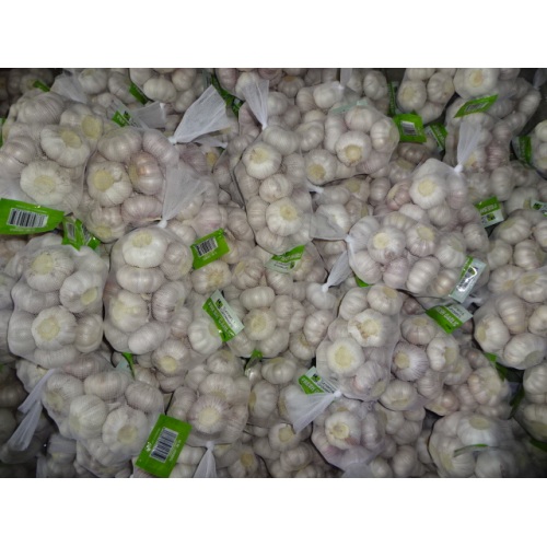 High Quality Crop 2019 Normal Garlic