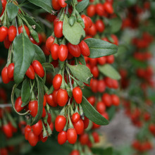Fresh Vitamin Goji Berry EU certified