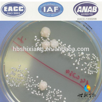 Feed Probiotic Lactobacillus