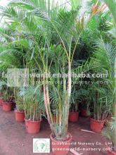 Chrysalidocarpus lutescens hotel palm trees Areca