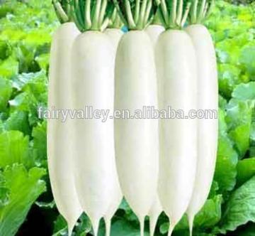 High Quality Big Juicy White Radish Seed For Sowing
