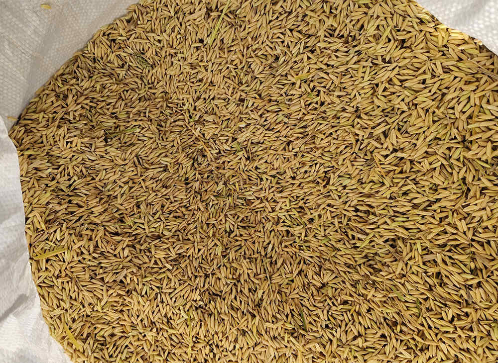 Mini rice harvester working effect