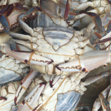 frozen blue swimming crab