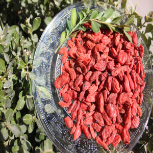 Bacca di Goji biologica del campione libero naturale di prezzo basso