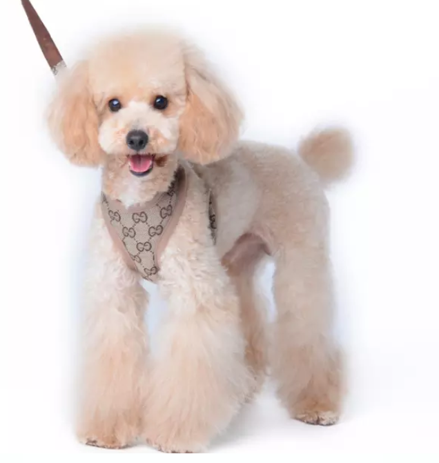 Harnais Chihuahua Pup Chihuahua Pup Harness