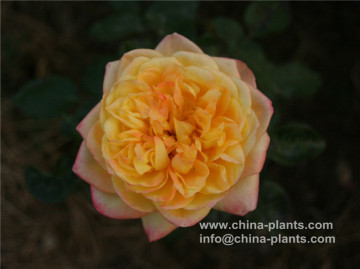 buy climbing rose rare roots online