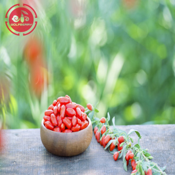 High nutrition Chinese Herb Low pesticide Goji Berries