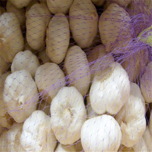 Jining greenfarm white garlic