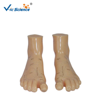 17CM PVC Human Massage Foot Medical Science Model