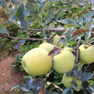 NingXia Nya färska medelstora organiska Golden Delicious