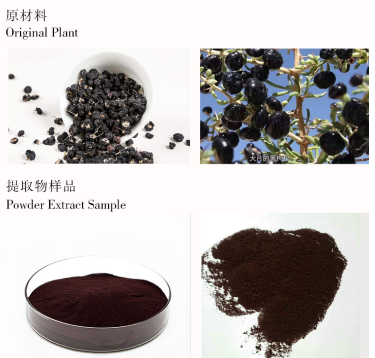 Balck Wolfberry Extract