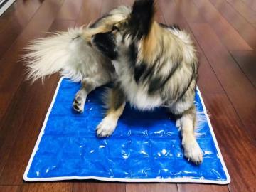 SUMMER PET COOLING PAD Ice pad