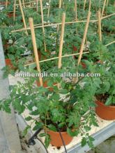 Natural Bamboo Cane Stake The Pergola
