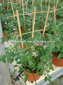 Natural Bamboo Cane Stake The Pergola