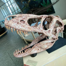 Museum Dinosaur Replica Full Size Dinosaur Skull