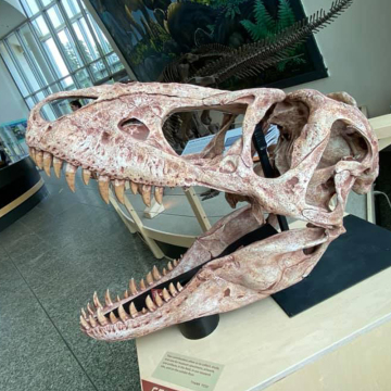 Museum Dinosaur Replica Full Size Dinosaur Skull