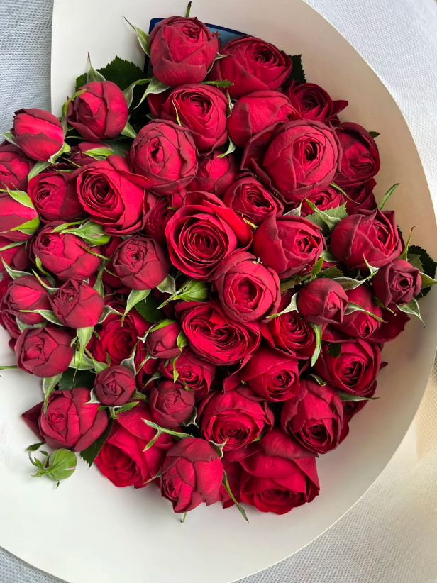লাল লেস স্প্রে রোজ Red Lace Spray Rose