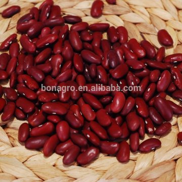 popular dark red kidney bean