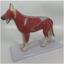 Clinical canine anatomical model
