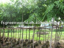 Cassia fistula potted and rooted