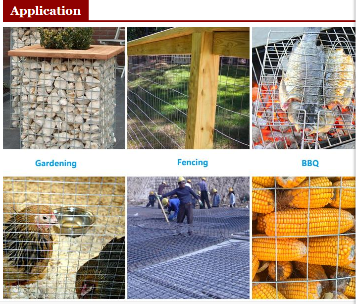 1.2MM Galvanized Welded Wire Mesh 30m Roll for Agriculture Mesh