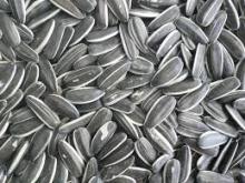 factory supply bulk organic 5009 sunflower seeds organic sunflower seeds in shell