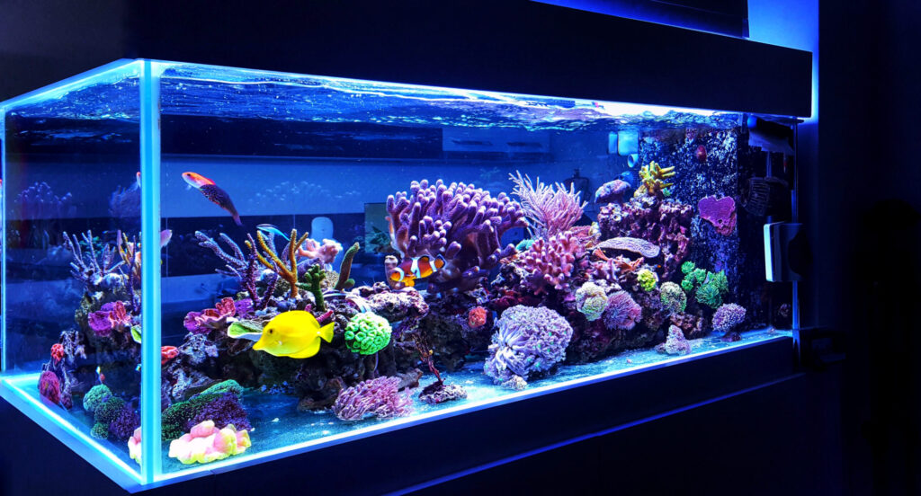 Acrylic aquarium tank