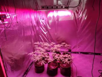 Cannabis Relation LED Grow Light