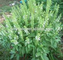 Gardening Flower Seeds White Basil Seed For Growing