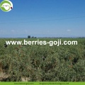 Usine de gros fruits produits en vrac Wolfberry