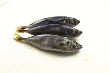 Whole Sea Round Frozen Scad Mackerel
