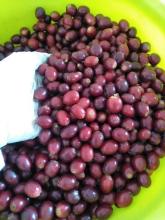 Pure Soluble Coffee In Bulk