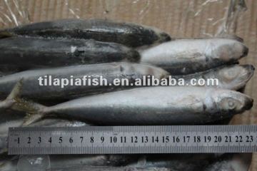 Frozen Blue Scad Mackerel