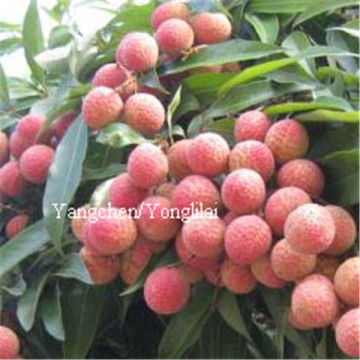 canned fresh lychee fruit ingredients