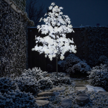 Indoor Japanese Maple Tree Lighting with Christmas Appeal