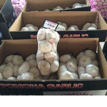 Super White New Garlic