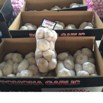 GOOD QUALITY NORMAL WHITE GARLIC CROP 2020