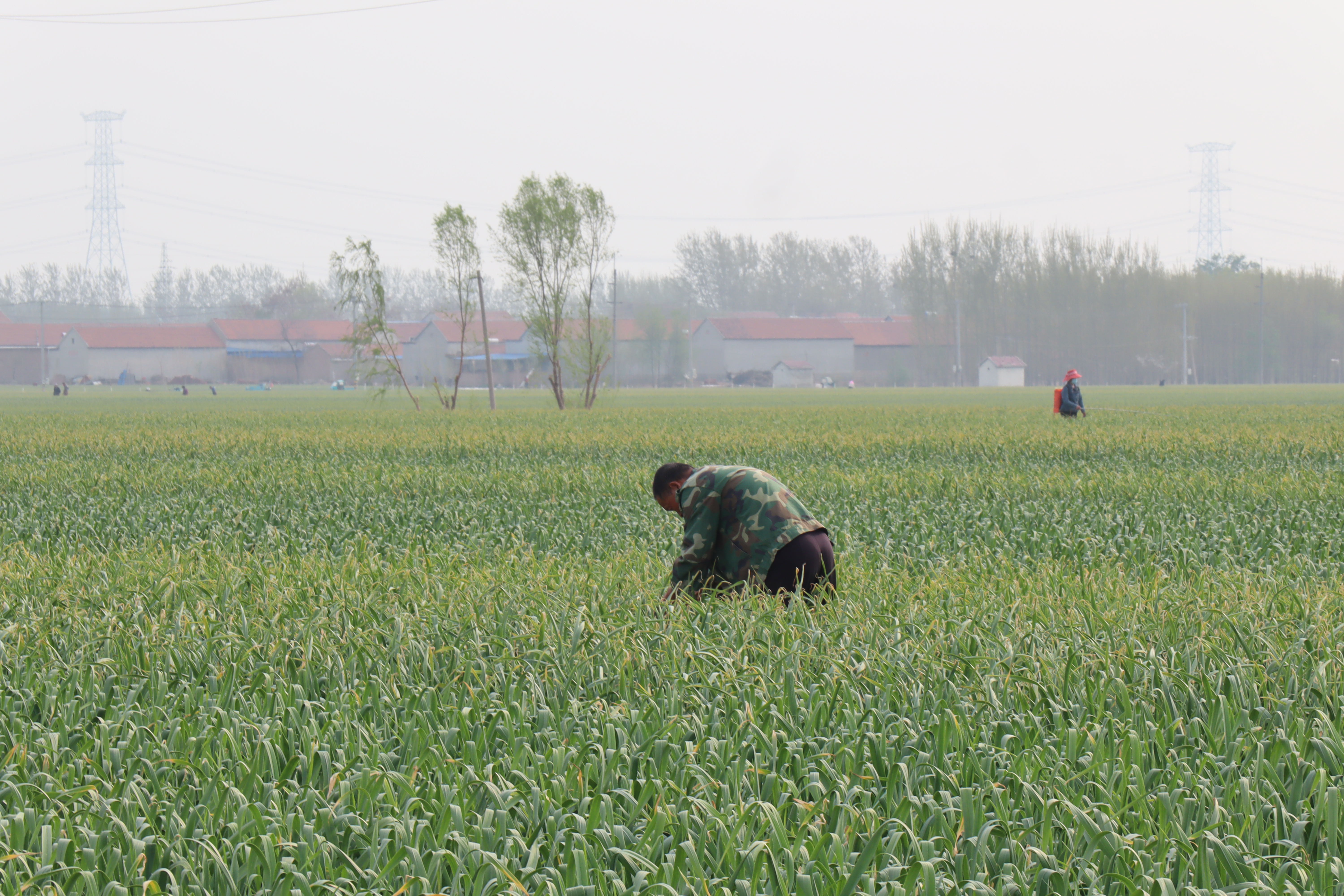 Buy Dried Vegetable Garlic Price Worker