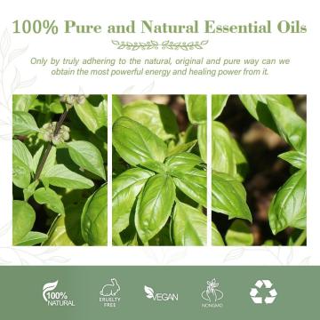 マッサージオイル用のベストセラー100％純粋な植物バジルオイル