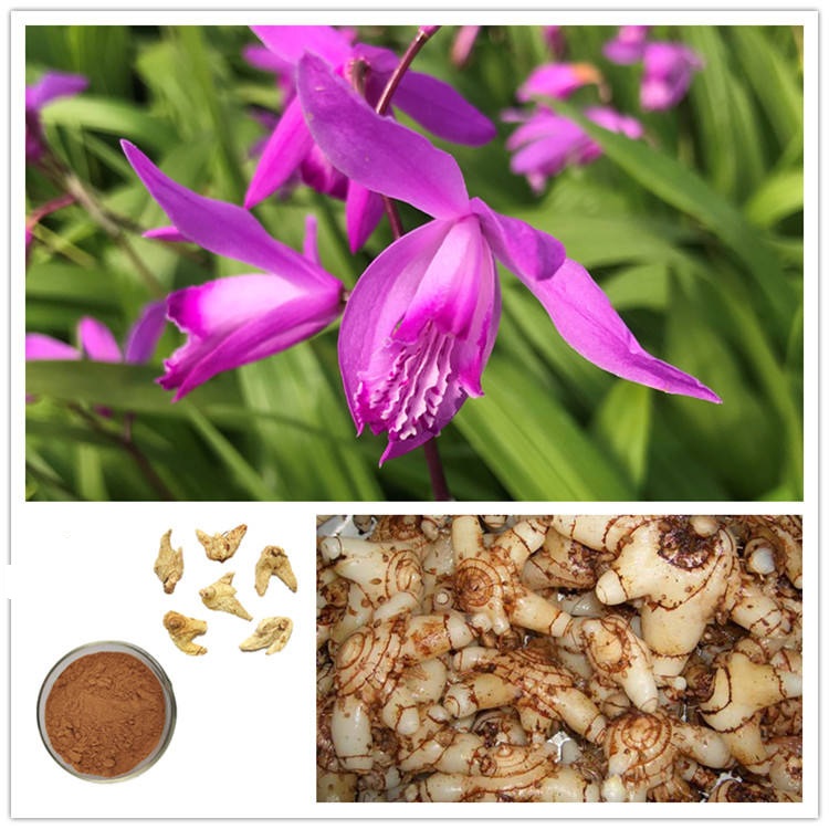 Bletilla Striata Extract Bletilla Striata Extract