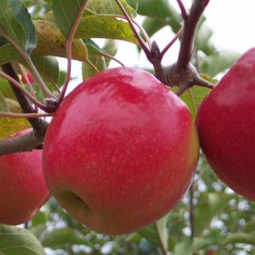 Fresh Apples Pink Lady