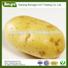 fresh vegetable fresh potato