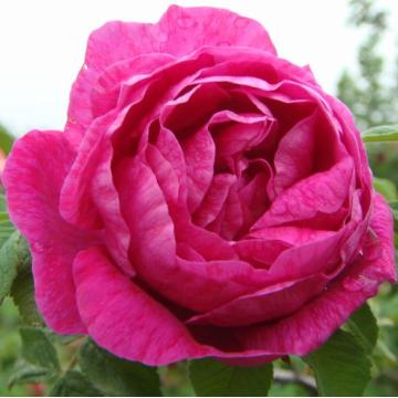 pure and natural rose essential oil