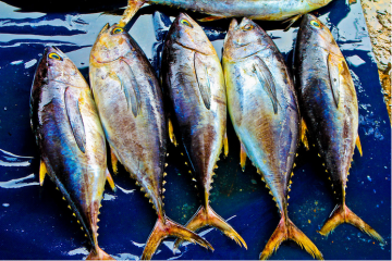 Sea Frozen Yellow Fin Tuna