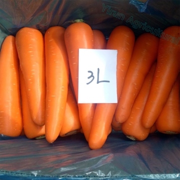 Top Grade Red Carrots 3L size