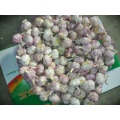 proper way to store new crop fresh garlic