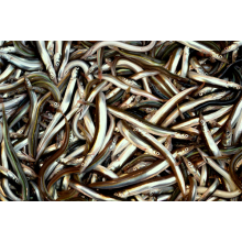 Poisson de lance de sable surgelé frais