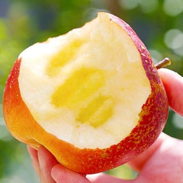 an jian mai gen ju shu liang she zhi jia ge apple01