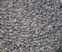 polished grade aa arabica green coffee beans