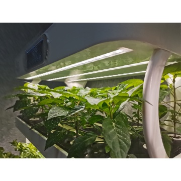 Agriculture microgreen aquaponics Indoor vertical hydroponic